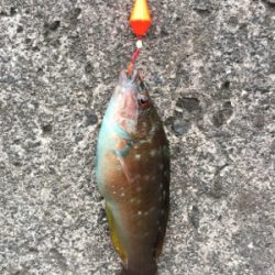 根魚と遊ぶ