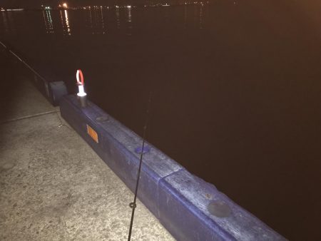 夜釣りなのに。