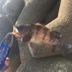 穴釣り、今日は大きめ