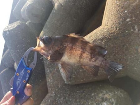 穴釣り、今日は大きめ