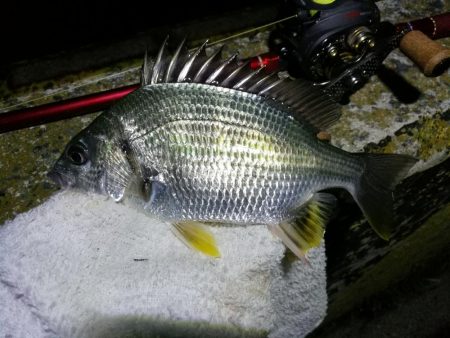 南港フェリーヘチ釣行 （好調キビレチヌ（44.5cm他）ガシラ３匹釣果）