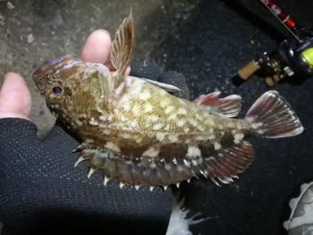 南港フェリーヘチ釣行 （雨天前キビレチヌ（39と37cm）ガシラ３匹釣果）