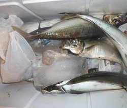 松福丸 釣果