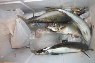 松福丸 釣果