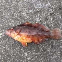 根魚と遊ぶ