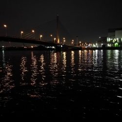 南港カモメ大橋釣行 （42cm,31cm,41cmキビレチヌ釣果有り）