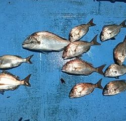 フィッシングガイド りょう 釣果