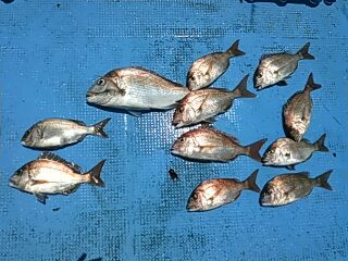 フィッシングガイド りょう 釣果