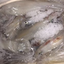 幸風（さちかぜ） 釣果