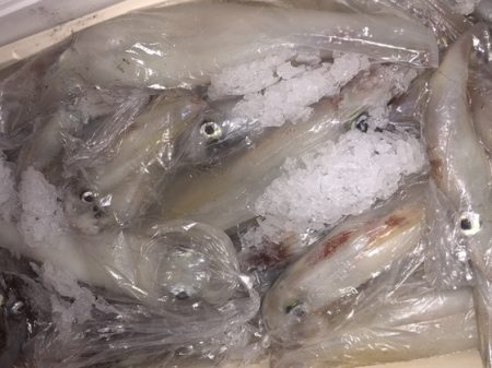 幸風（さちかぜ） 釣果