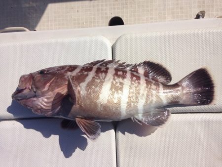 フィッシングボート空風（そらかぜ） 釣果