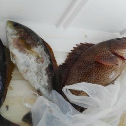 遊漁船 新鋭丸 釣果