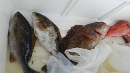 遊漁船 新鋭丸 釣果