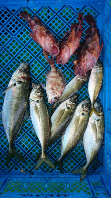 小島丸 釣果