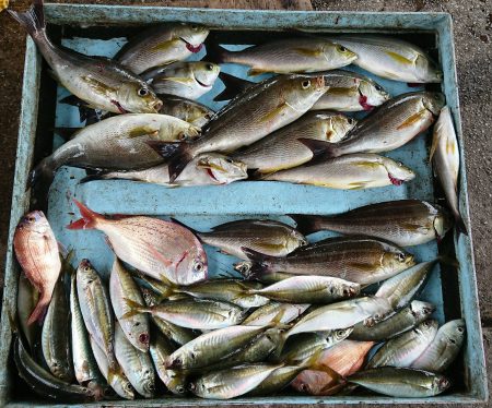 明神釣船 釣果