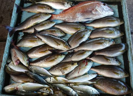 明神釣船 釣果