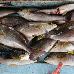 明神釣船 釣果