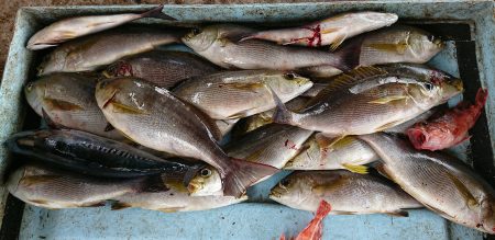 明神釣船 釣果