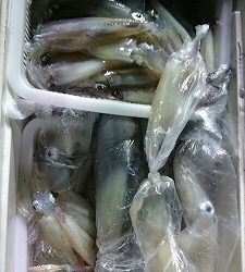 海龍丸（福岡） 釣果