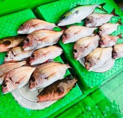 利弥丸（としやまる） 釣果