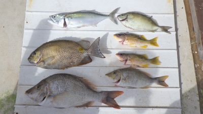 本部釣りイカダ 釣果