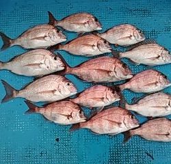 フィッシングガイド りょう 釣果