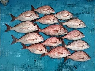 フィッシングガイド りょう 釣果