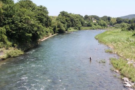 狩野川（狩野川漁業協同組合） 釣果