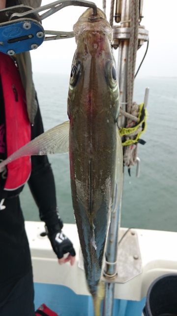 海晴丸 釣果