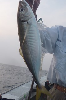 松福丸 釣果