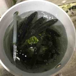 龍宮丸 釣果