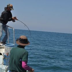 八海丸 釣果