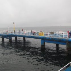 オリジナルメーカー海づり公園(市原市海づり施設) 釣果