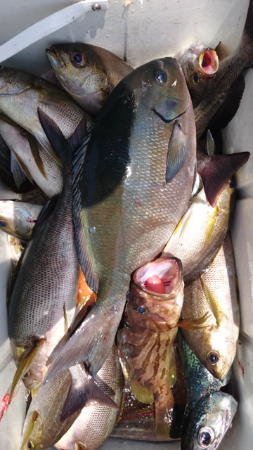 海晴丸 釣果