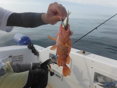 開進丸 釣果