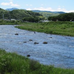 狩野川（狩野川漁業協同組合） 釣果