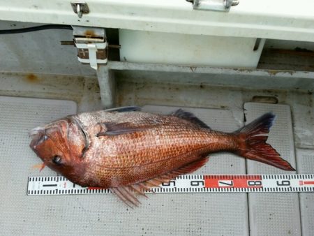 つれ鷹丸 釣果