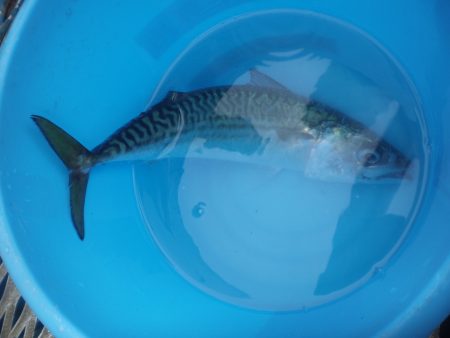 オリジナルメーカー海づり公園(市原市海づり施設) 釣果