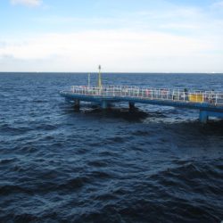 オリジナルメーカー海づり公園(市原市海づり施設) 釣果