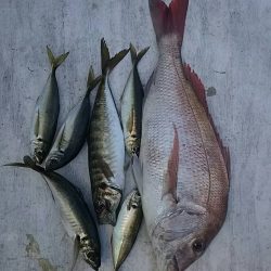 網屋丸 釣果