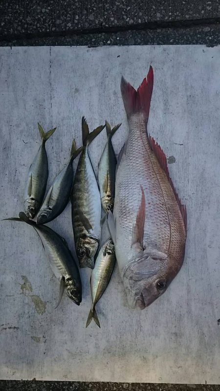 網屋丸 釣果