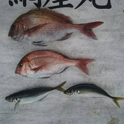 網屋丸 釣果