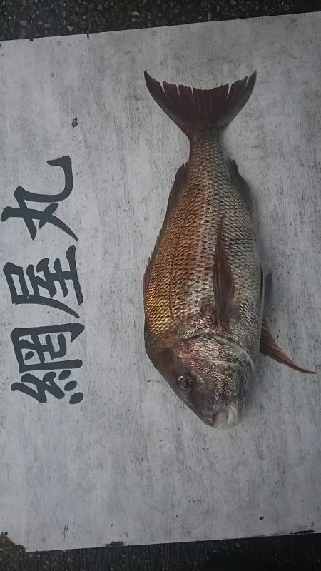 網屋丸 釣果