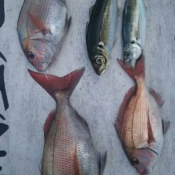 網屋丸 釣果