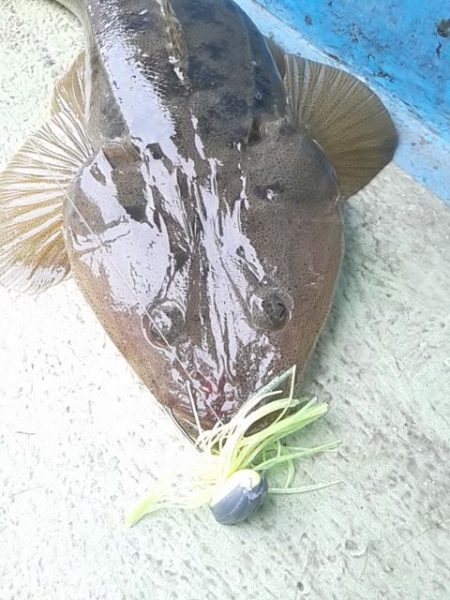 さわ浦丸 釣果