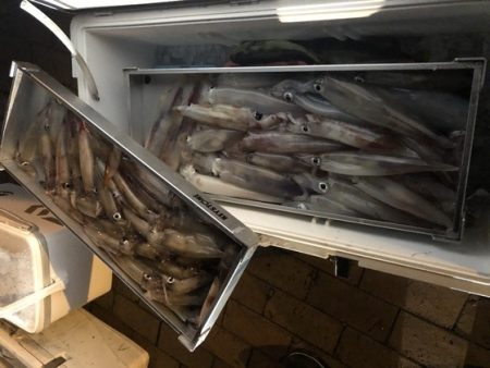 幸風（さちかぜ） 釣果