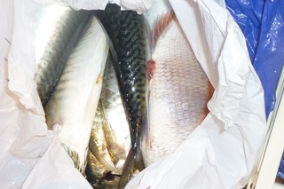 松福丸 釣果