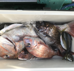 なかくに丸 釣果