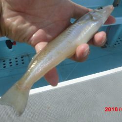 まとばや 釣果