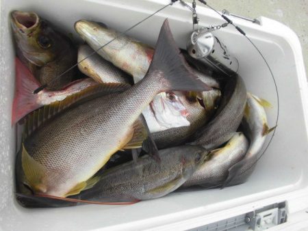 大進丸（愛知） 釣果